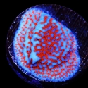Superman Montipora-Montipora monasteriata