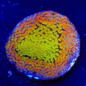 Fruity Pepples Montipora-Montipora monasteriata