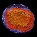 Fruity Pepples Montipora-Montipora monasteriata