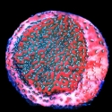 Mega Chrome Montipora-Montipora mollis