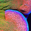 Sugar High Montipora-Montipora undata