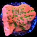 Sugar High Montipora-Montipora undata