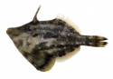 Fringed Filefish (Monacanthus ciliatus)