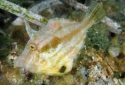 Fringed Filefish - Monacanthus ciliatus