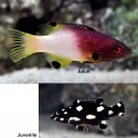 Axilspot Hogfish (Bodianus axillaris ) 