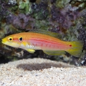 Yellow Candy Bimac Hogfish (Bodianus bimaculatus) 