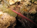 Multi Banded Pipefish (Dunckerocampus multiannulatus)