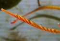 Red Banded Pipefish - Doryrhamphus multiannulatus