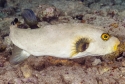 Immaculatus Puffer - Arothron immaculatus