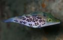 Leopard Toby Puffer - Canthigaster leoparda