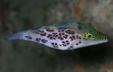 Leopard Toby Puffer (Canthigaster leoparda)