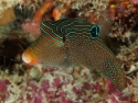 Neon Papuan Toby Puffer Fish (Canthigaster papua)