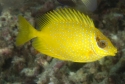 Blue Spot Coral Rabbitfish (Siganus corallinus) 