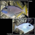 Blue Jaw Trigger Fish - FEMALE - Xanthichthys auromarginatus 