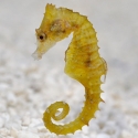 Dwarf Seahorse (Hippocampus zosterae)