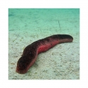 Red and Black Sea Cucumber (Holothuria sp.) 