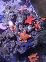 Australian Biscuit Starfish-Anchitosia queenslandensis