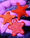 Australian Biscuit Starfish-Anchitosia queenslandensis
