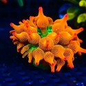 Chicago Sunburst Anemone (Entacmaea sp.)