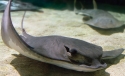 Bat Stingray - Myliobatis californica