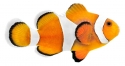 Tricolor Ocellaris Clownfish-Amphiprion occellaris