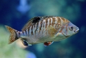 Rainbow Surfperch (Hypsurus Caryi)