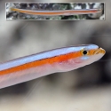 Curious Wormfish Goby (Gunnelichthys curiosus)