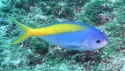 Red Belly YellowTail Fusilier-Caesio sp.