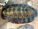 Fuzzy Chiton (Acanthopleura sp.)