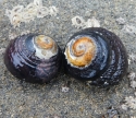 Black Tegula Turbo Snail (Tegula funebralis)