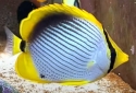 Black Back Butterflyfish - Chaetodon melannotus