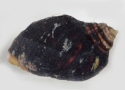 Dogwinkle Turbo Snail - Nucella emarginata