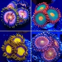 Discount Frag Pack Zoanthids 4 pack