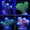 Stylo 4 Pack Frags