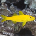 Yellow Goatfish - Parupeneus cyclostoma