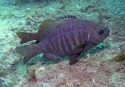 Black Surf Perch (Embiotica jacksoni)