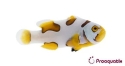 Captive Bred Helmet Extreme Picasso (Amphiprion percula)