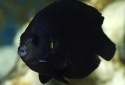 Black Nox Angelfish - Centropyge nox
