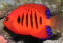 Flame Angelfish - Centropyge loricula 