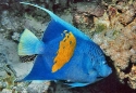 Maculosus Angelfish - Pomacanthus maculosus