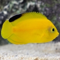 Woodheads Angelfish - Centropyge woodheadi