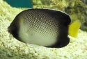 Xanthurus Cream Angelfish - Apolemichthys xanthurus