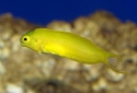 Canary Blenny - Meiacanthus oualanensis