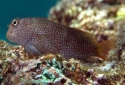 Ember Blenny - Cirripectes stigmaticus