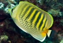 Punctato Butterflyfish - Chaetodon punctatofasciatus