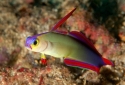 Purple Firefish - Nemateleotris decora