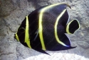French Angelfish - Pomacanthus paru