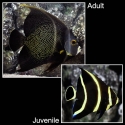 French Angelfish - Pomacanthus paru