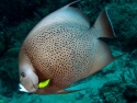 Gray (Black) Angelfish - Pomacanthus arcuatus