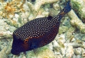 Boxfish Ostracion - meleagris